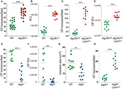 Frontiers | Autophagy Limits Inflammasome During Chlamydia Pneumoniae ...